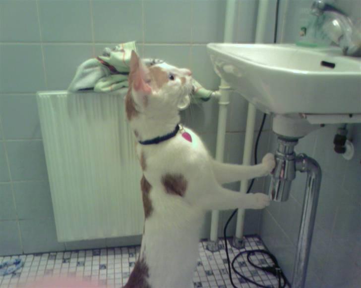 Huskat Mikkel billede 15