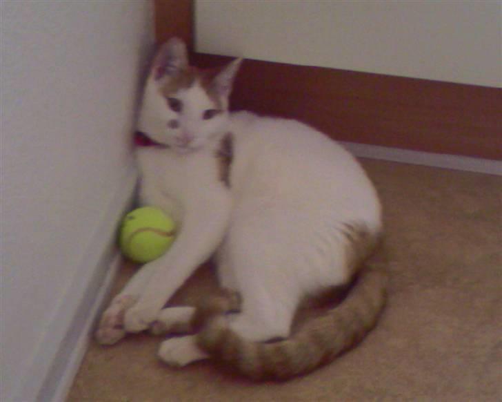 Huskat Mikkel billede 16