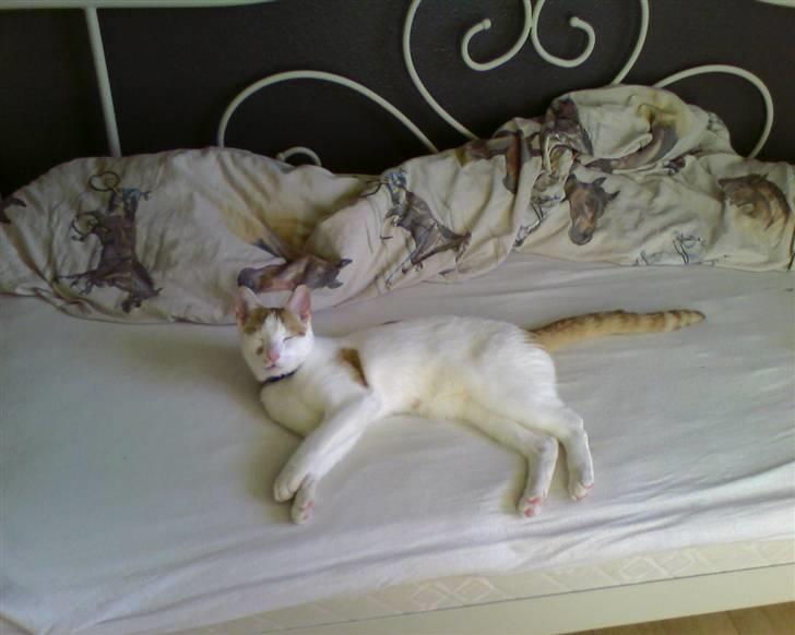 Huskat Mikkel billede 17