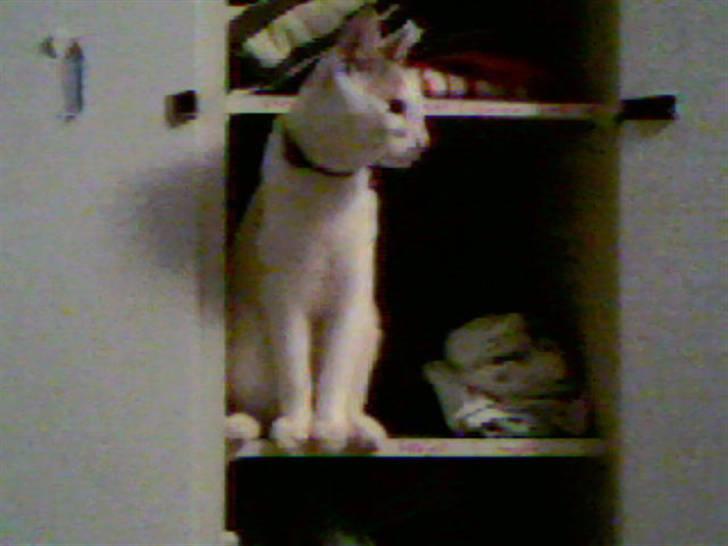 Huskat Mikkel billede 18