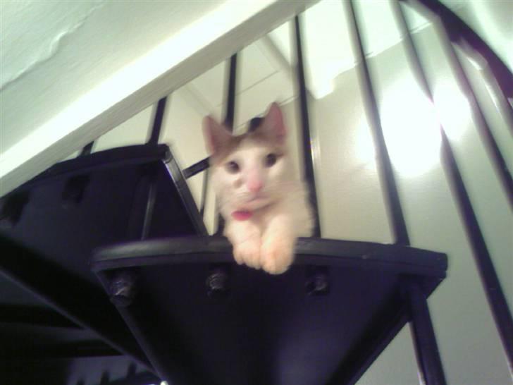 Huskat Mikkel billede 19