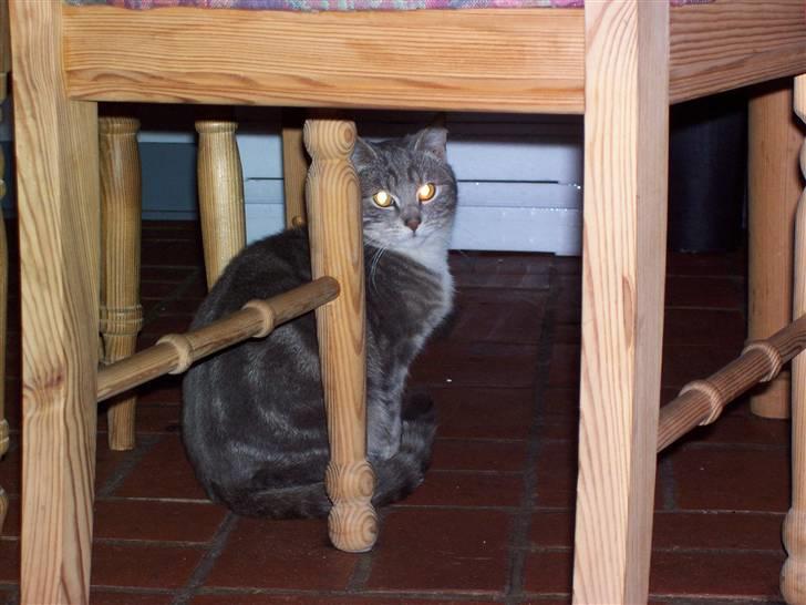 Huskat Gizmo billede 1