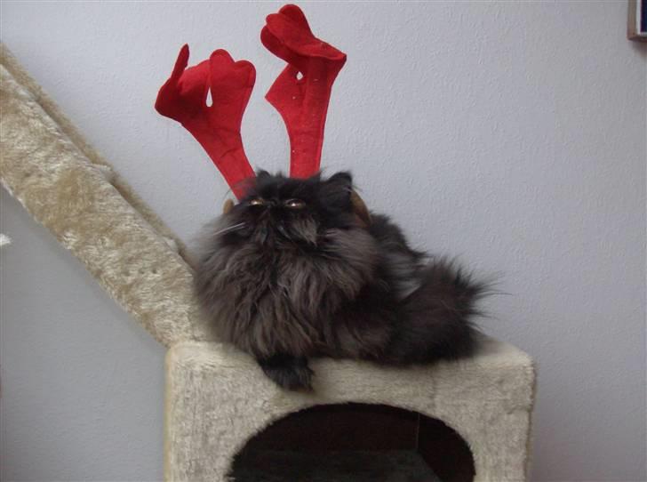 Perser Brumle billede 1