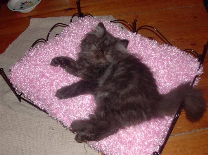 Perser Brumle billede 2