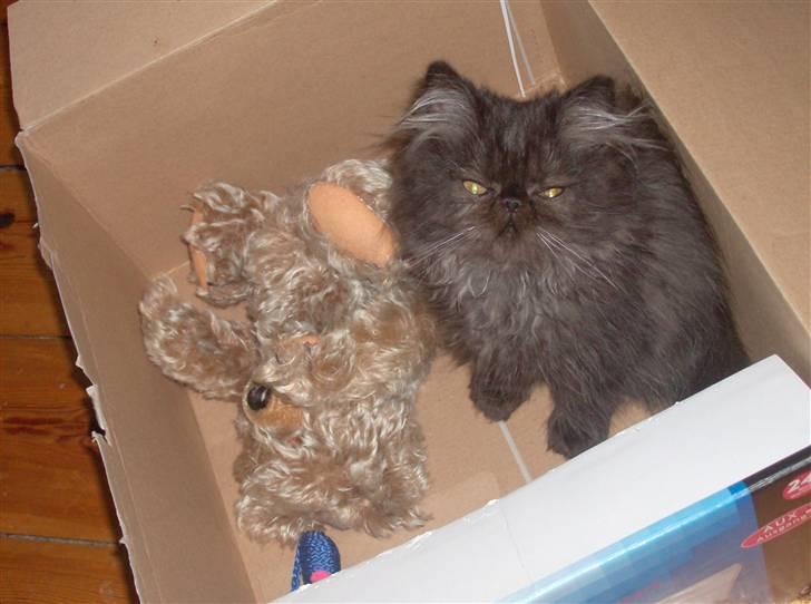 Perser Brumle billede 3