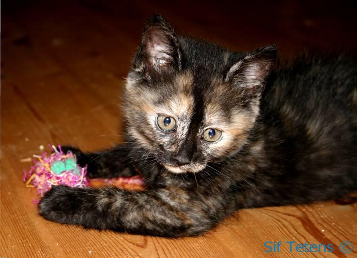 Blanding af racer Alaska <3 - Miiiav billede 2