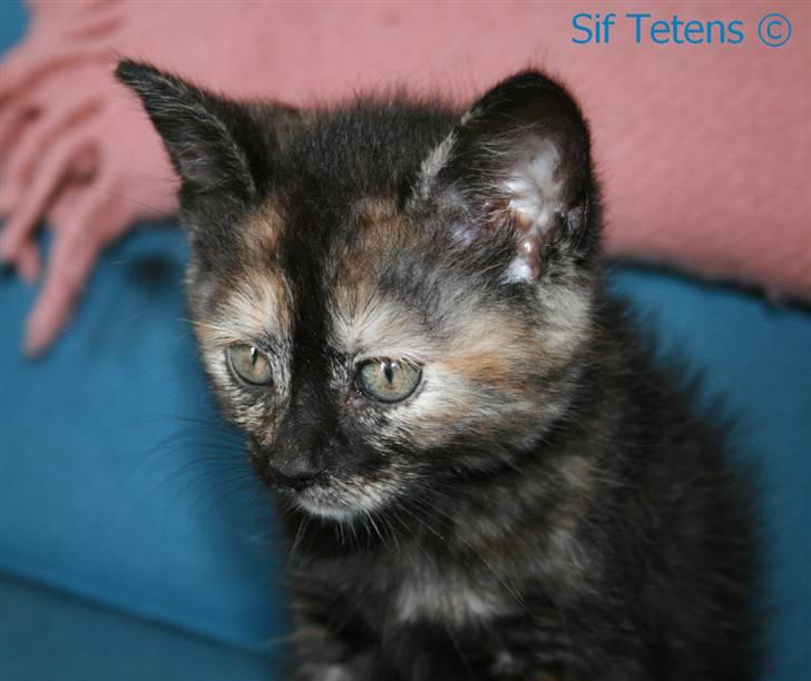 Blanding af racer Alaska <3 - Bløøh xD billede 4