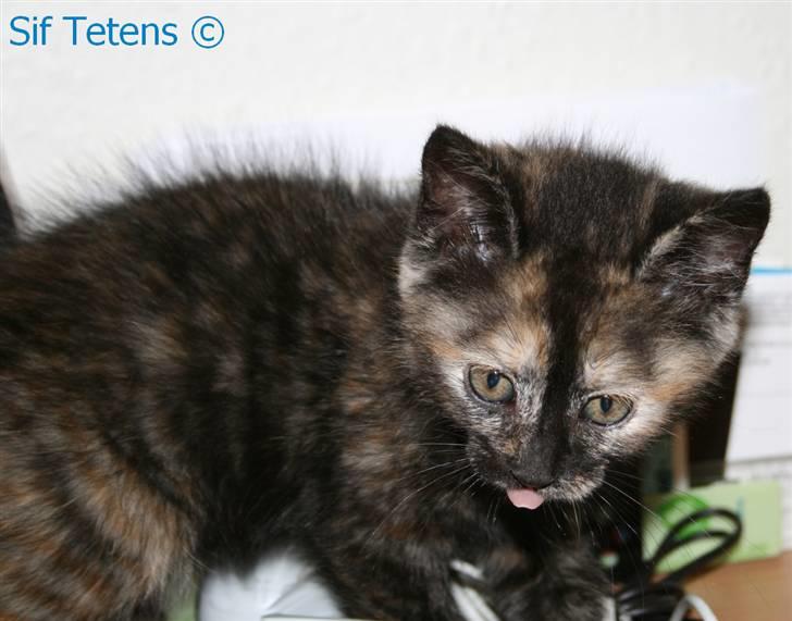 Blanding af racer Alaska <3 - ´ .. det var ikke mig, på æresord..´ billede 5