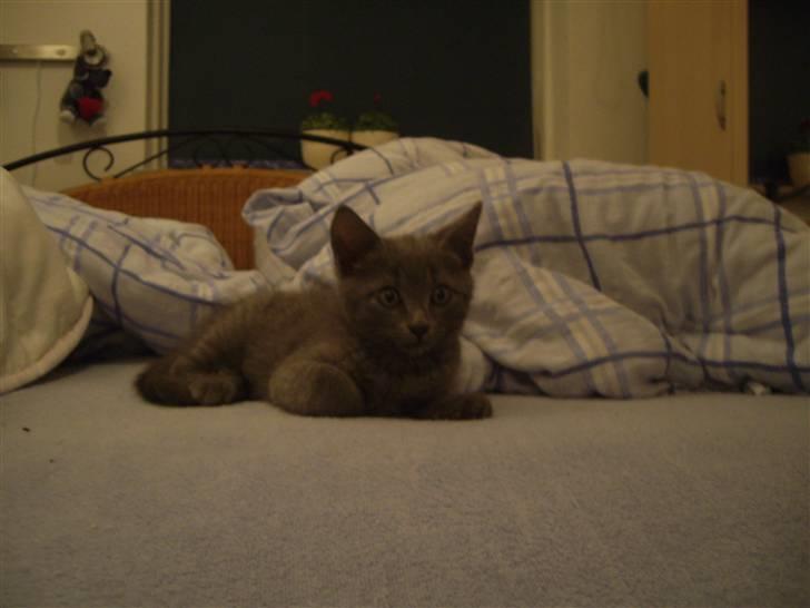 Huskat Tarzan billede 8