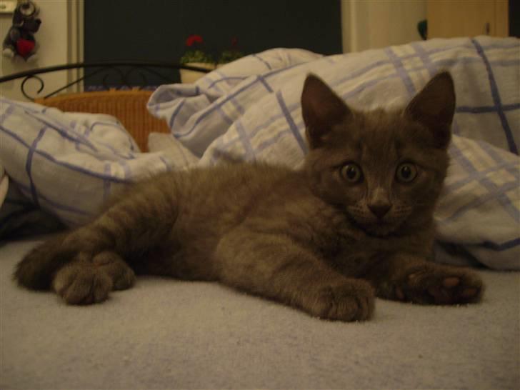 Huskat Tarzan billede 9