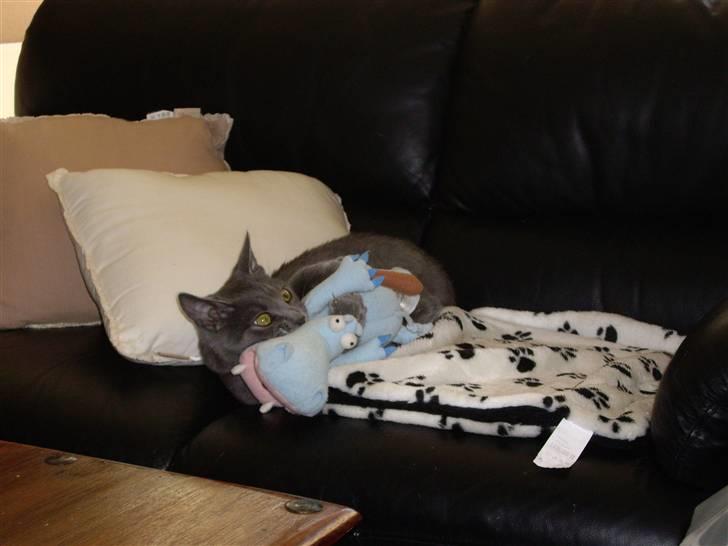 Huskat Tarzan - jeg elsker bare min dolph  billede 10