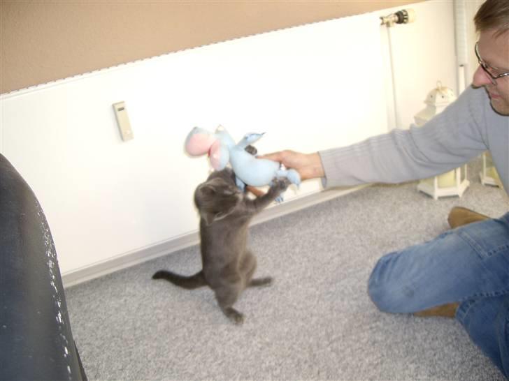 Huskat Tarzan - jubbbiiiiii nu leger far og jeg med dolph billede 11