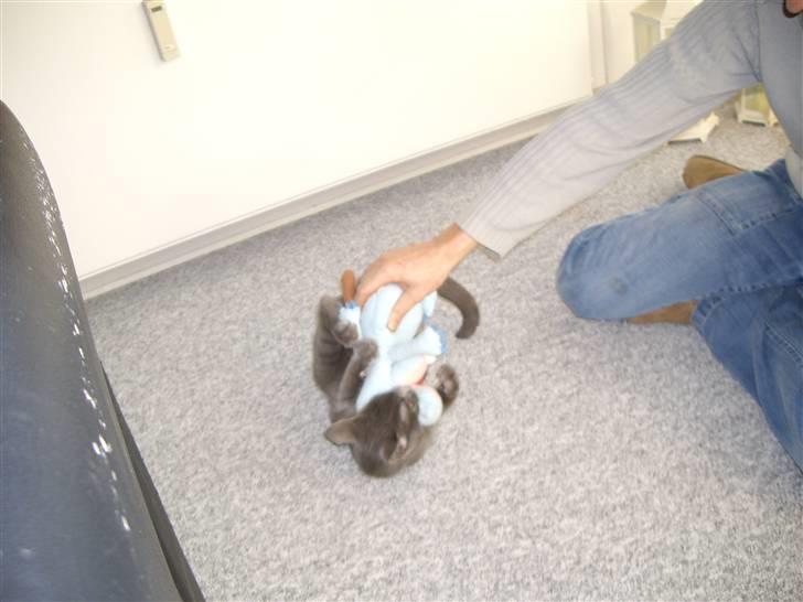 Huskat Tarzan billede 12