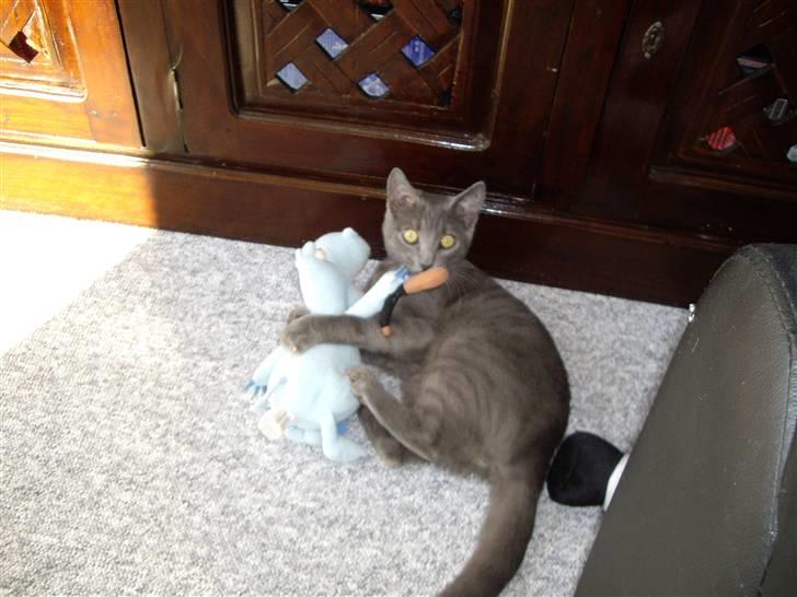 Huskat Tarzan billede 13