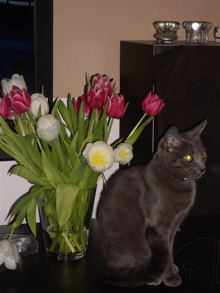 Huskat Tarzan - nu er jeg blevet en stor og flot mis billede 14