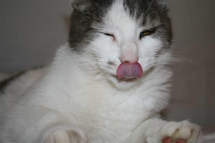 Blanding af racer Flossy (L' ;b billede 15