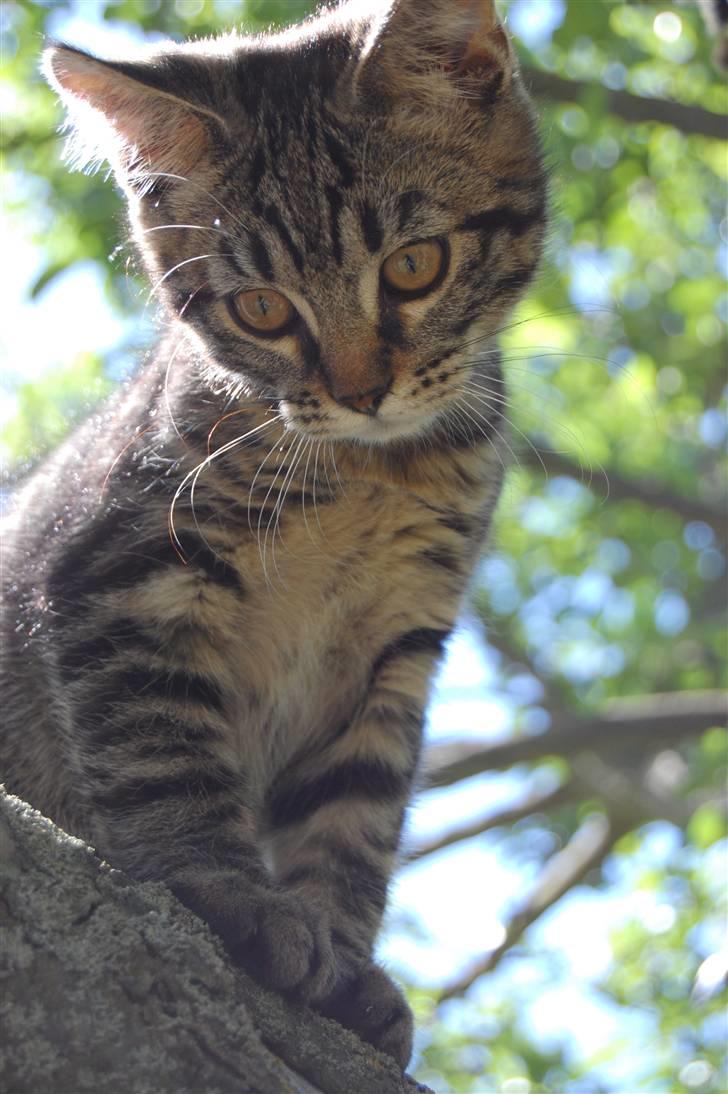 Blanding af racer Tarzan - jeg er så smuk :) billede 8