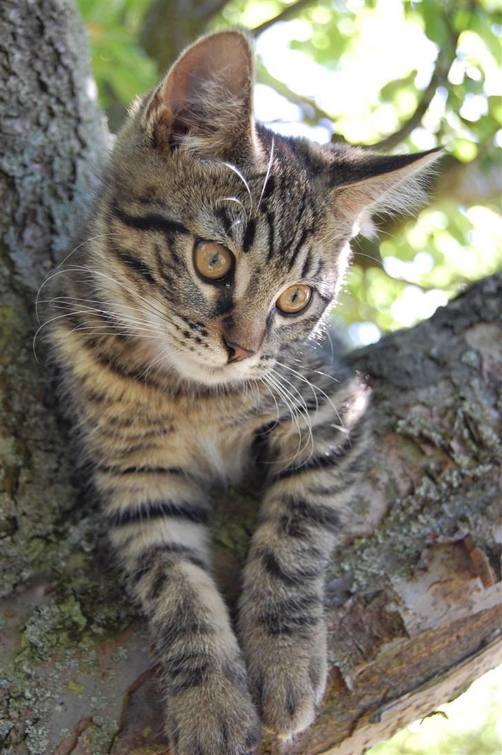 Blanding af racer Tarzan - ja ja billede 12