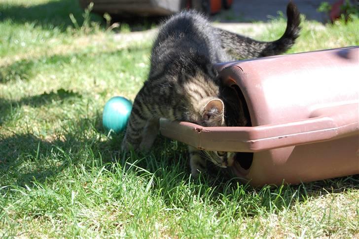 Blanding af racer Tarzan - neeej hva er dog det? billede 15