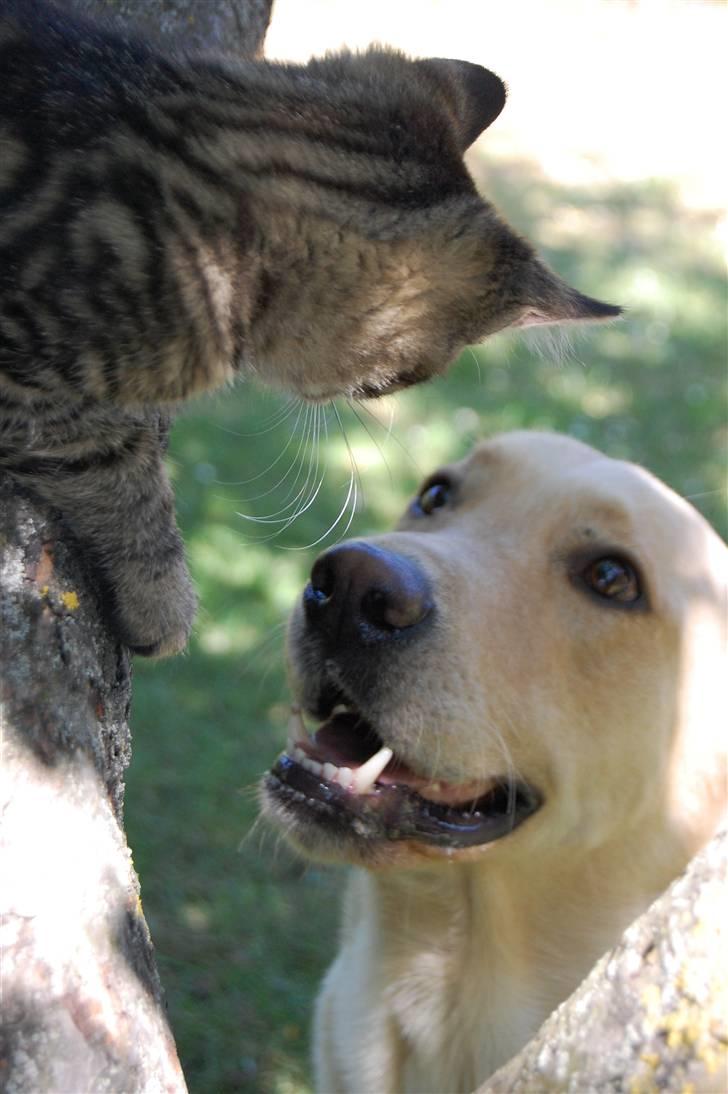 Blanding af racer Tarzan - dig kan jeg godt lide :P billede 16