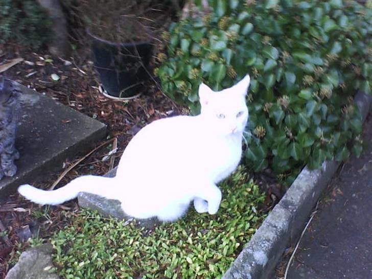 Huskat Perle død:( - Perle er blevet til en jagtkat! billede 1