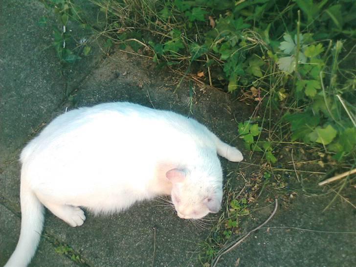 Huskat Perle død:( - jeg kigger mig lige om i haven <333 XD billede 2