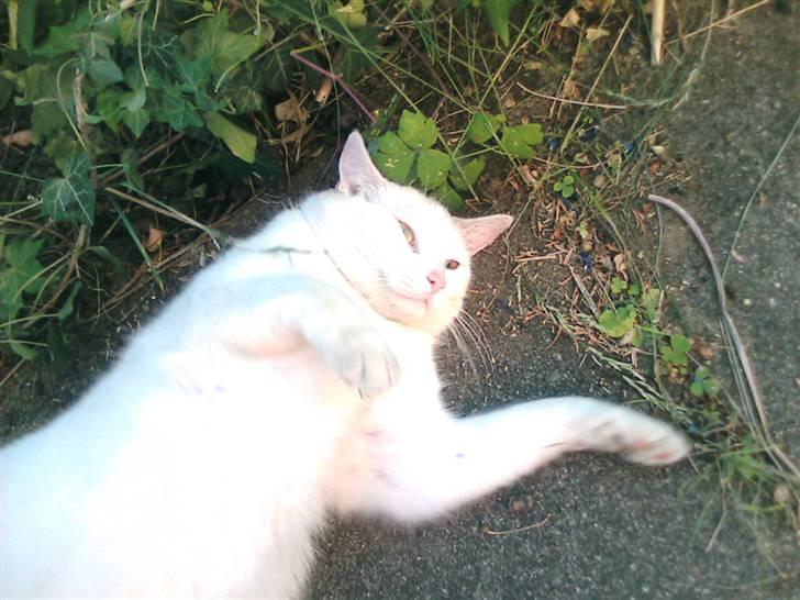 Huskat Perle død:( - det er da dejligt at ligge i sandet <333 ikke????? billede 3