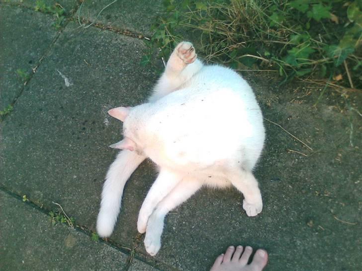 Huskat Perle død:( - vaskepause:) billede 4