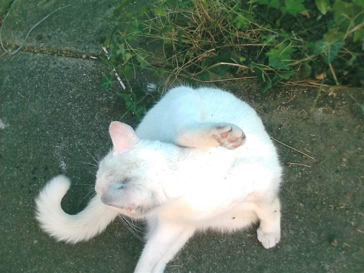 Huskat Perle død:( - benet på nakken. Så køre det! billede 5