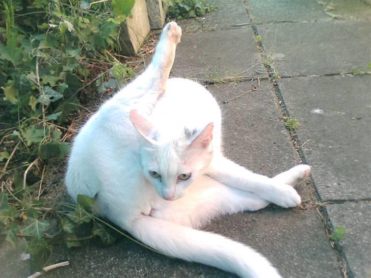 Huskat Perle død:( - sjov stilling! billede 6