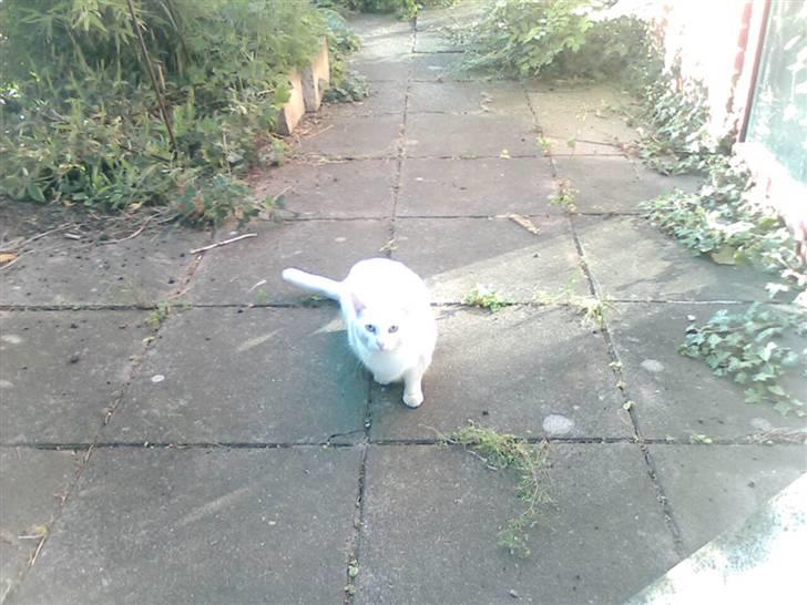 Huskat Perle død:( billede 7