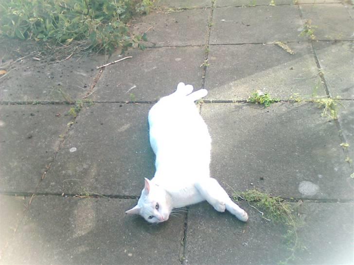 Huskat Perle død:( - men selvfølgelig kan da også ligge på fliserne:) billede 8