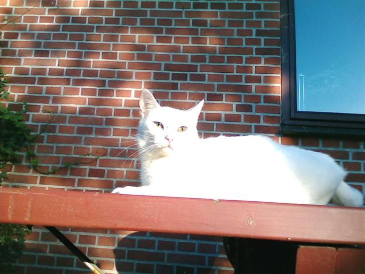 Huskat Perle død:( - og også på bænken;) billede 9