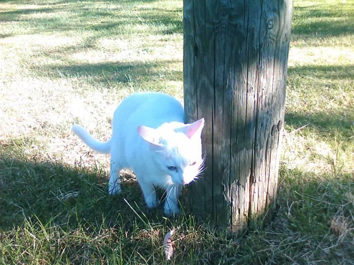 Huskat Perle død:( - Nu er jeg ligeså lille som striber. NOT billede 10