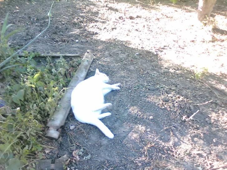 Huskat Perle død:( - ja at rulle i den sorte jord, er spm at blive skabt på ny af mor billede 11