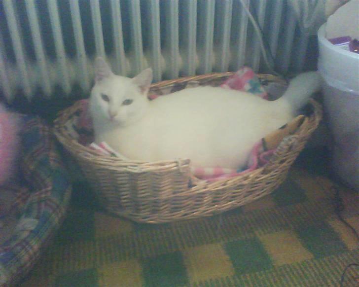 Huskat Perle død:( - Kitty i kurven billede 12