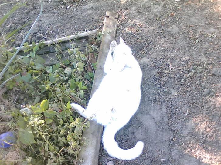 Huskat Perle død:( billede 13