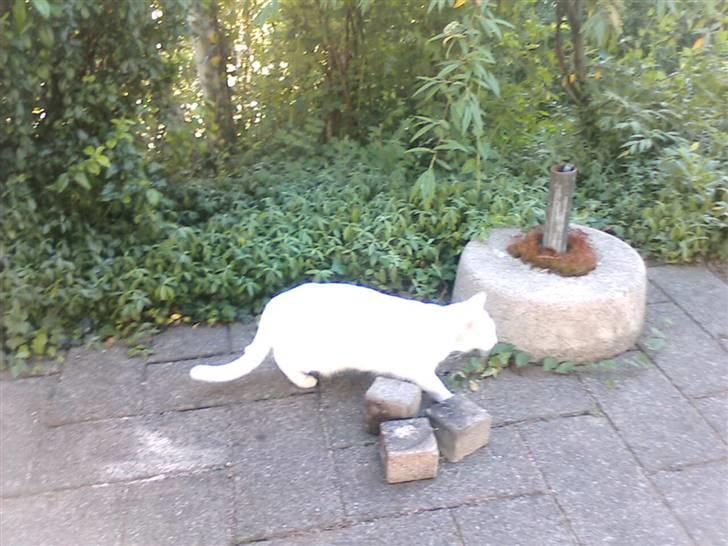 Huskat Perle død:( - på jagt:D billede 14