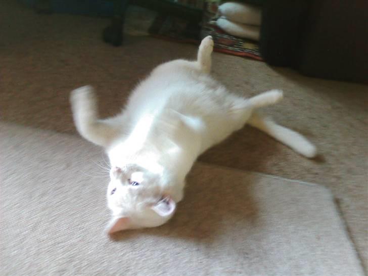 Huskat Perle død:( - jeg tager lige en lille rulletur:) billede 15