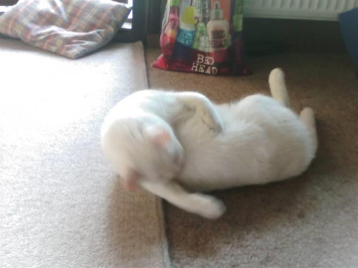 Huskat Perle død:( - har jeg taget lidt på? billede 16