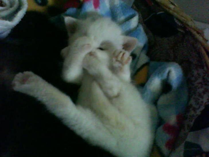 Huskat Perle død:( - Den mindste lille killing der lignede kitty mest. Hun blev desværre aflivet:( billede 17