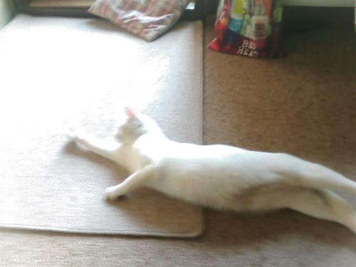 Huskat Perle død:( - det er dejligt at strække sig:) billede 18