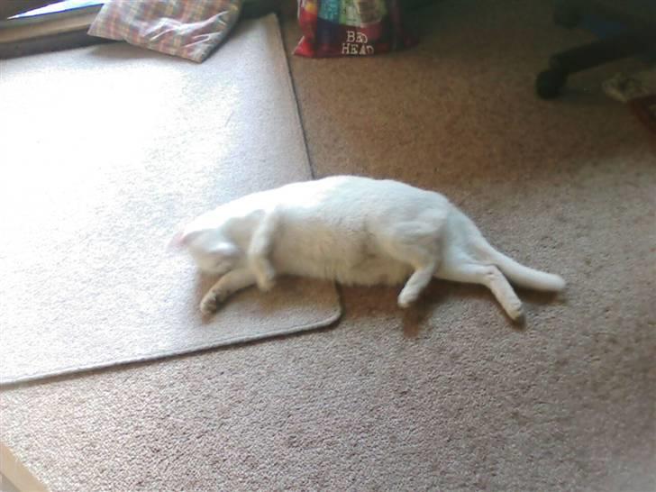 Huskat Perle død:( billede 19