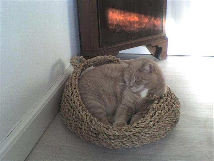 Huskat Oliver - en lille lur billede 1