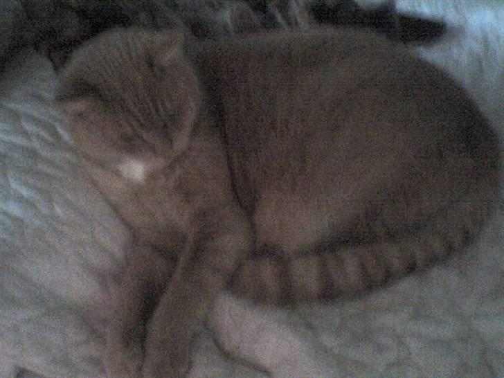 Huskat Oliver - En lur i Sigrid`s seng billede 5