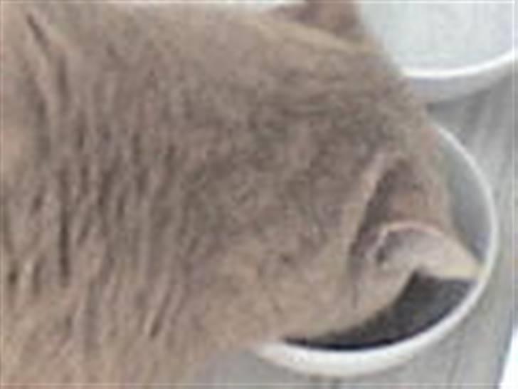 Huskat Oliver - En lille smulle mad :) billede 6