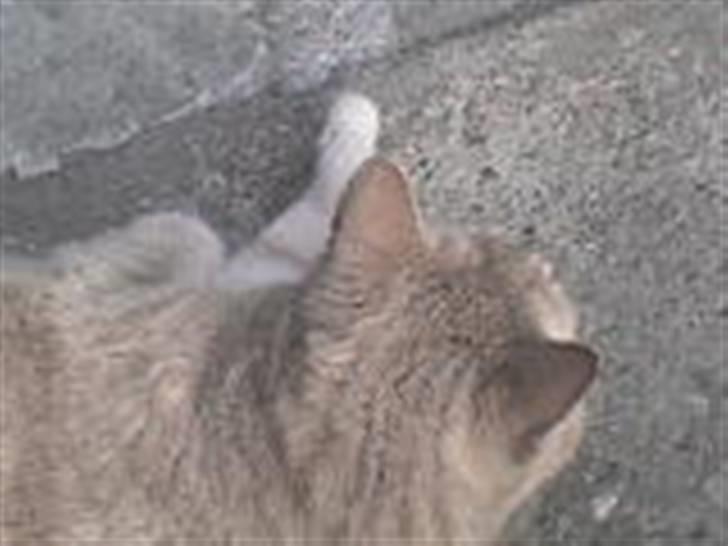 Huskat Oliver - Er der mad ??? billede 7