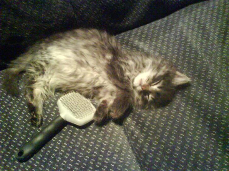 Maine Coon Baily billede 10