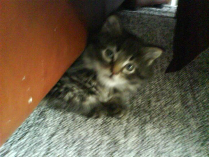 Maine Coon Baily - dette er hjemme ved bedste forældrene hvor det er rigtig sjovt at gemme sig under sofaen billede 11