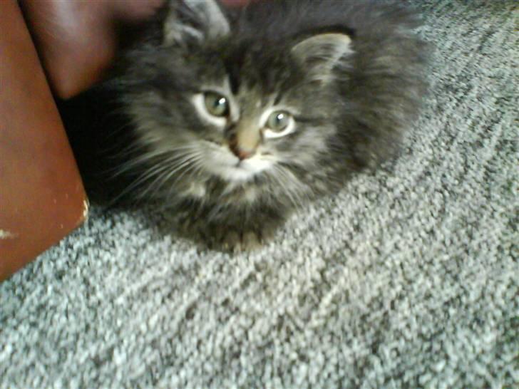 Maine Coon Baily billede 12